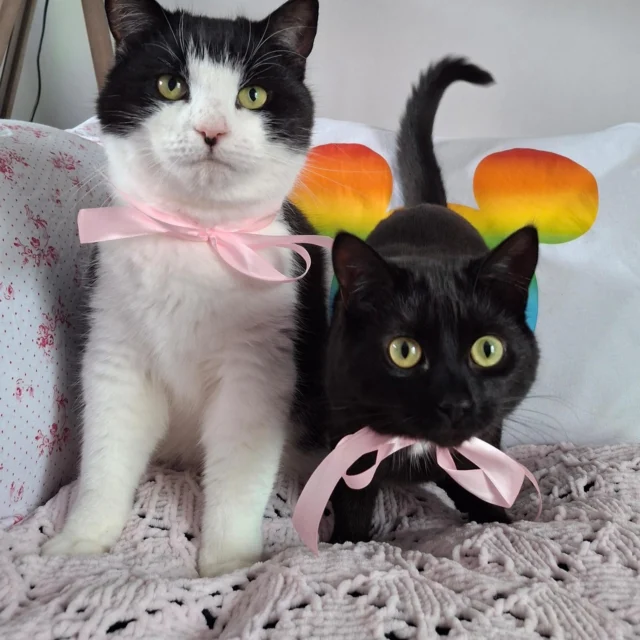 To celebrate Pride Month this June, our students have been taking photos of their pets dressed in pride colours. 

"These are our cats Jarrad and Penny wearing pink for pride month!"

Amelia of year 8 and Ashton year 9 

#pridemonth #pridemonth🌈 #catsofinstagram #photographylovers #kidsloveart