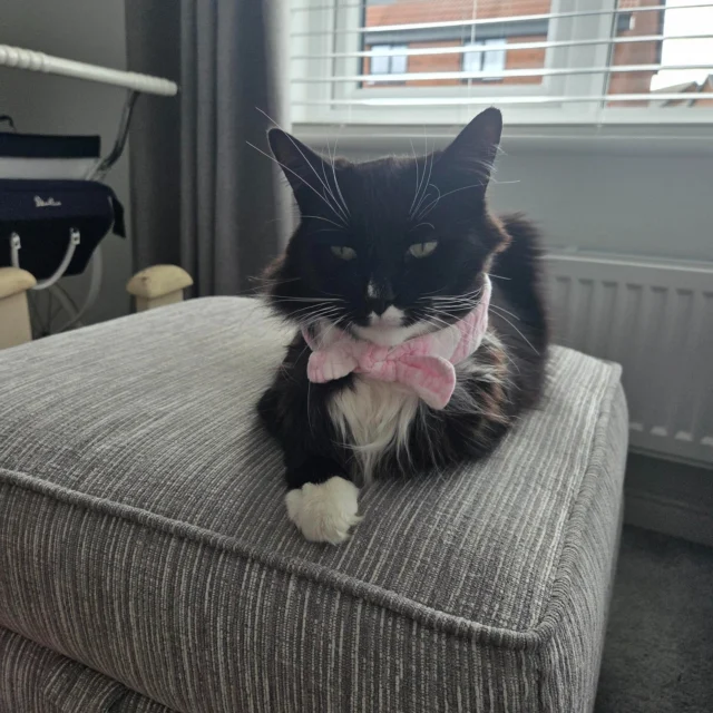To celebrate Pride Month this June, our students have been taking photos of their pets dressed in pride colours.

This Glamourous puss belongs to Cain- year 8

#pridemonth #pridemonth🌈 #catsofinstagram #photographylovers #kidsloveart