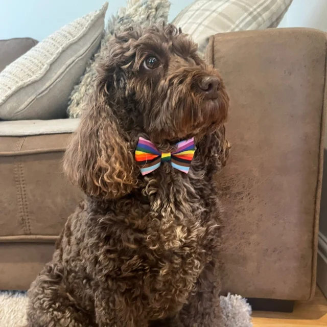 To celebrate Pride Month this June, our students have been taking photos of their pets dressed in pride colours. 

Keira has sent this photo of the very stylish Harper. 😍

#pridemonth #pridemonth🌈 #dogsofinstagram #photographylovers #kidsloveart