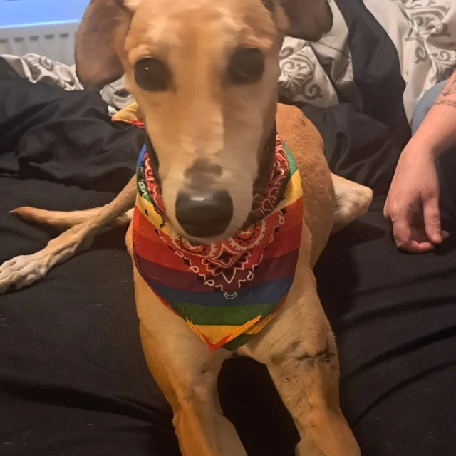 To celebrate Pride Month this June, our students have been taking photos of their pets dressed in pride colours. 

Harley in year 9 has sent in in these fabulous pooches!

#pridemonth #prideanimals #photography #kidsloveart