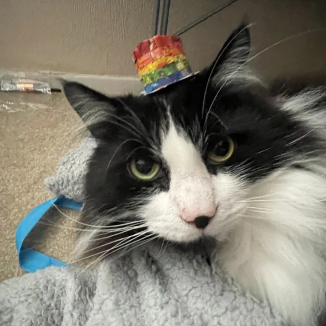 To celebrate Pride Month this June, our students have been taking photos of their pets dressed in pride colours. 

Keira has sent these photos saying "This is teddy, he's in love with Rory however Rory doesn't love him back poor thing." 

Teddy looks suitably heartbroken.

#pridemonth #pridemonth🌈 #catsofinstagram #photographylovers #kidsloveart 

#pridemonth #prideanimals #photography #kidsloveart