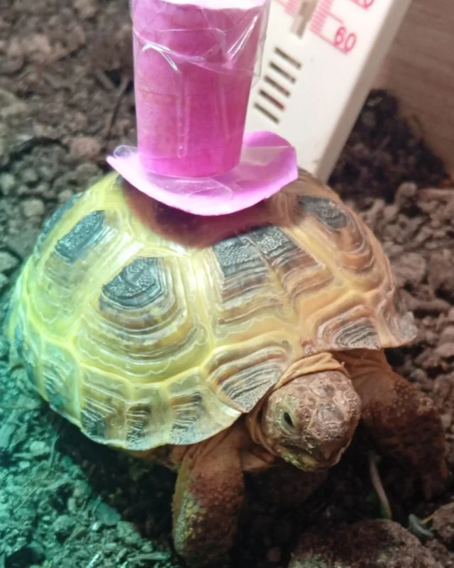 To celebrate Pride Month this June, our students have been taking photos of their pets dressed in pride colours.

This is Gherkin the tortoise!!

Has any tortoise ever had a better name?? The answer is probably not!!

Sent in by Edie in Year 9

#pridemonth #pridemonth🌈 #tortoisesofinstagram #photographylovers #kidsloveart